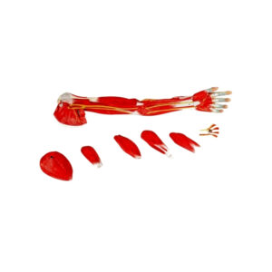 HUMAN MUSCULAR ARM, 6 PART