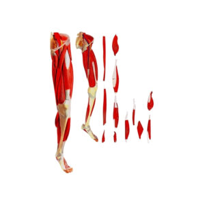 HUMAN MUSCULAR LEG, 9 PART