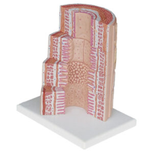 MICROANATOMY DIGESTIVE SYSTEM