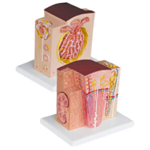 MICROANATOMY KIDNEY