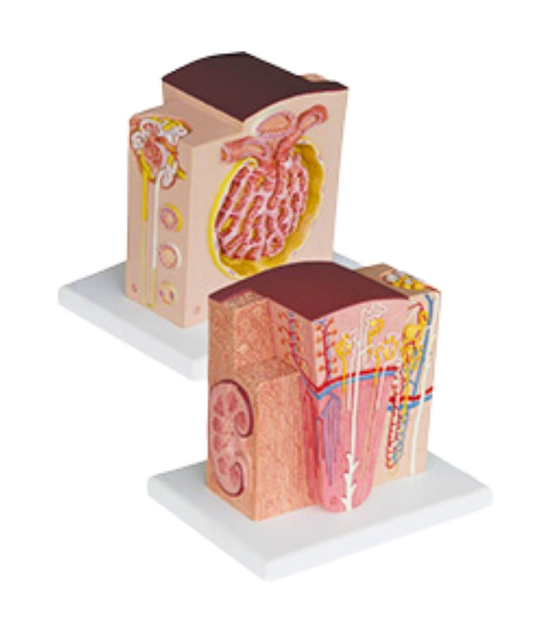 MICROANATOMY KIDNEY