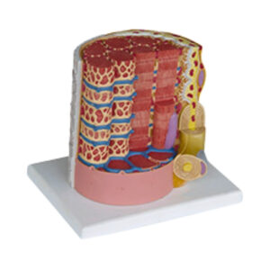 MICROANATOMY MUSCLE FIBRE