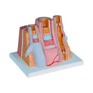 MICROANATOMY ARTERY AND VEIN