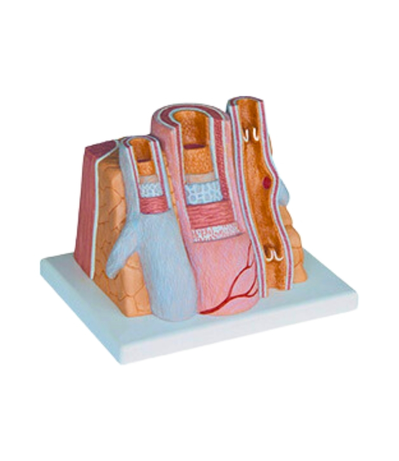 MICROANATOMY ARTERY AND VEIN