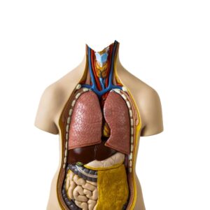 HUMAN TORSO, CLASSIC, DUAL SEX, 11 PARTS, WITHOUT HEAD