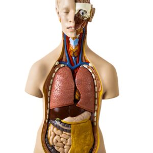 HUMAN TORSO, CLASSIC, DUAL SEX, 12 PARTS
