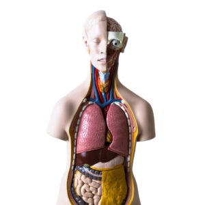 HUMAN TORSO, CLASSIC, DUAL SEX, 14 PARTS