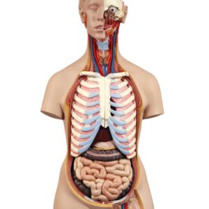 HUMAN TORSO, CLASSIC, DUAL SEX, 16 PARTS