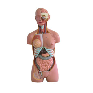 HUMAN TORSO, CLASSIC, DUAL SEX, 24 PARTS