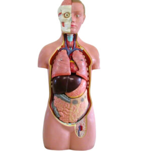 HUMAN TORSO, CLASSIC, DUAL SEX, 17 PARTS, OPEN BACK AND SHOULDER