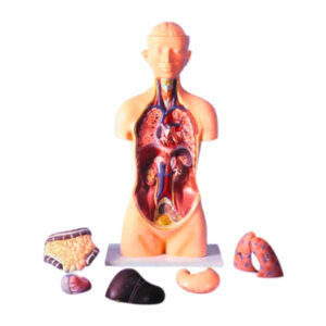 HUMAN TORSO, SEXLESS, WITH BRAIN, FULL SIZE, 8 PARTS