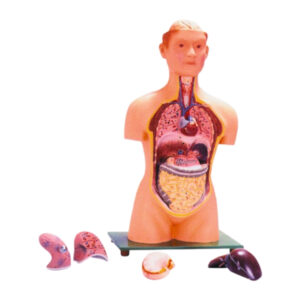 HUMAN TORSO, HALF SIZE, WITH HEAD, 7 PARTS
