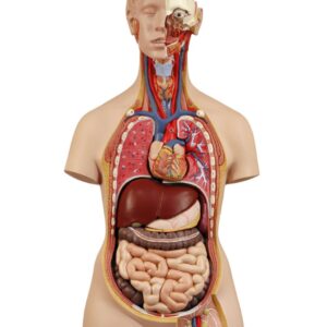 HUMAN TORSO, DELUXE, DUAL SEX, WITH OPEN BACK, 28 PARTS