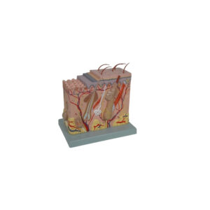 HUMAN SKIN MODEL