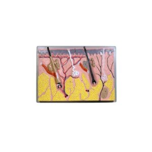 HUMAN SKIN SECTION, 70 TIMES FULL SIZE