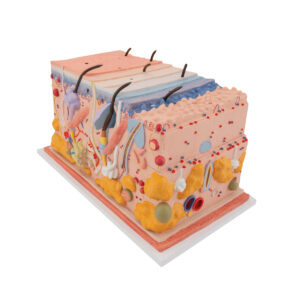 HUMAN SKIN, BLOCK MODEL