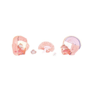 HEAD MODEL, 3 PART