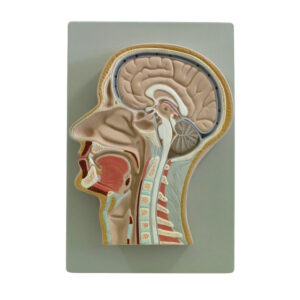 HUMAN HEAD AND NECK MODEL