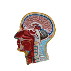 MEDIAN SECTION OF THE HEAD