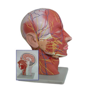 HUMAN HALF HEAD WITH MUSCULATURE