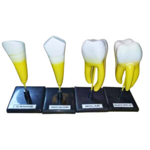 TOOTH MODEL SERIES, 5 MODELS, CLASSIC