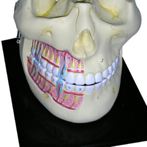 HUMAN UPPER AND LOWER JAW