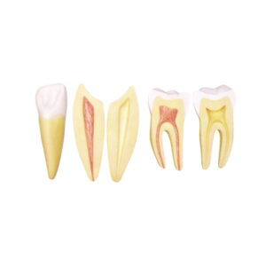 HUMAN TOOTH, 10 TIMES ENLARGED