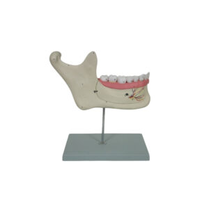 HALF LOWER JAW, 3 TIMES FULL-SIZE, 6 PART