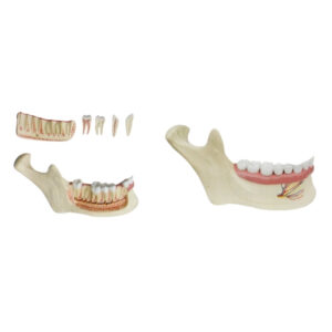 HALF LOWER JAW, 3 TIMES FULL-SIZE, 11 PART