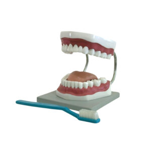 HUMAN DENTAL CARE MODEL, 3 TIMES LIFE-SIZE, GIANT