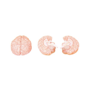 HUMAN BRAIN, 2 PART