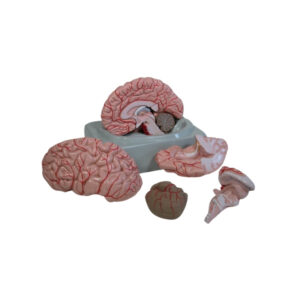HUMAN BRAIN, 4 PART