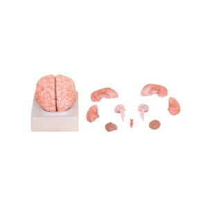 HUMAN BRAIN, 8 PART