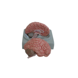 HUMAN INTRODUCTORY BRAIN, 2 PART