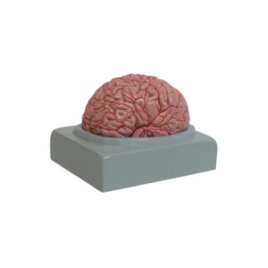 HUMAN BRAIN WITH ARTERIES, 9 PART