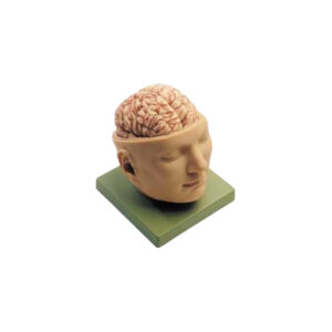 HUMAN BRAIN WITH FULL HEAD, 5 PARTS