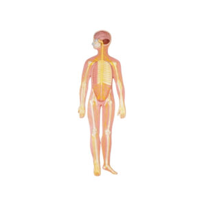 HUMAN NERVOUS SYSTEM