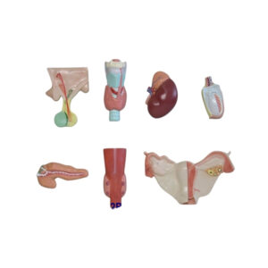 ENDOCRINE SYSTEM ORGANS