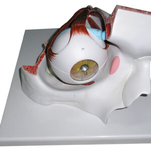 HUMAN EYE, 3 TIMES FULL SIZE, 7 PART