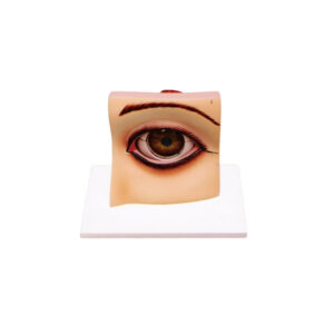 HUMAN EYE MODEL, FUNCTIONAL