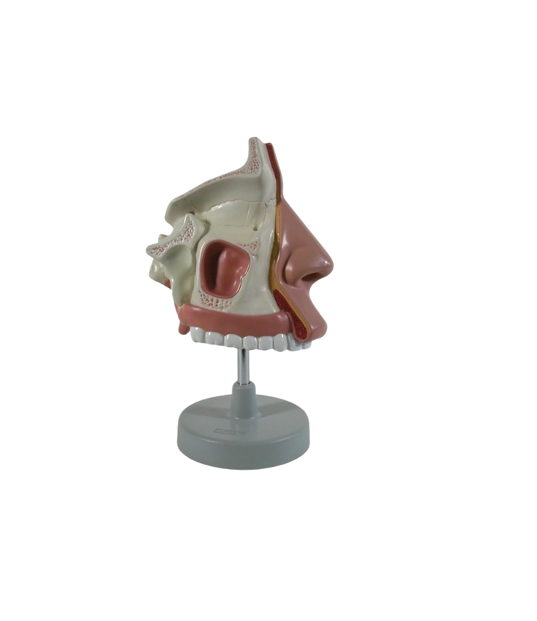 HUMAN NOSE, NASAL CAVITY - Image 2