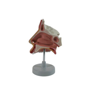 HUMAN NOSE, NASAL CAVITY