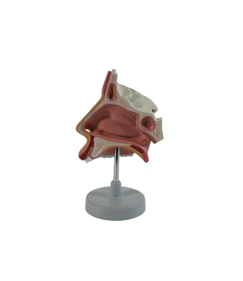 HUMAN NOSE, NASAL CAVITY