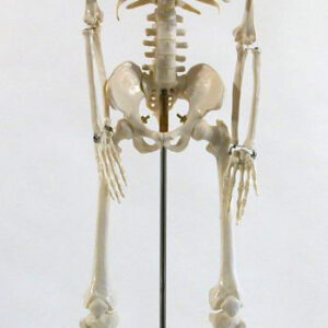 CLASSIC SKELETON, HANGING, ON ROLLER STAND WITH BRAKE