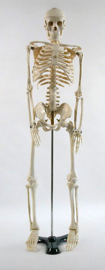 CLASSIC SKELETON, HANGING, ON ROLLER STAND WITH BRAKE