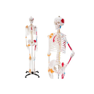 CLASSIC SKELETON, HANGING, ON ROLLER STAND WITH BRAKE, PAINTED MUSCLES