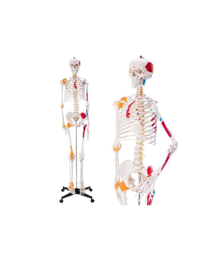 CLASSIC SKELETON, HANGING, ON ROLLER STAND WITH BRAKE, PAINTED MUSCLES