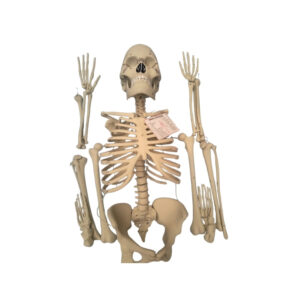 SKELETON, DISARTICULATED FULL, WITH 3 PART SKULL
