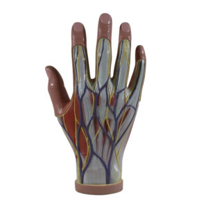 INTERNAL HAND STRUCTURE MODEL, 3 PART