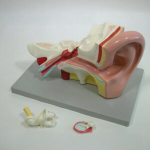 HUMAN EAR, 3 TIMES LIFE SIZE, 4 PART